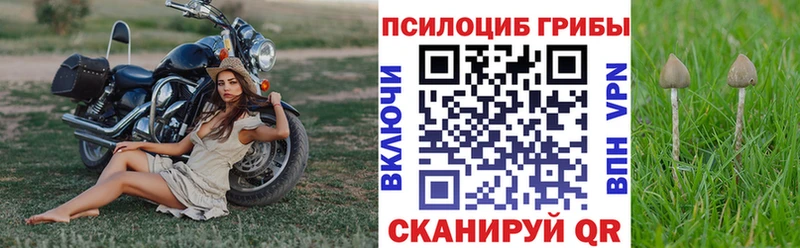 Галлюциногенные грибы Psilocybine cubensis  Волхов 